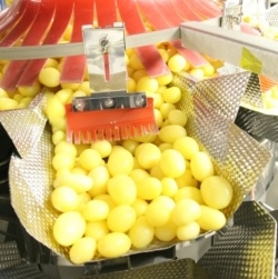 Multihead weigher provides gentle solution for potatoes
