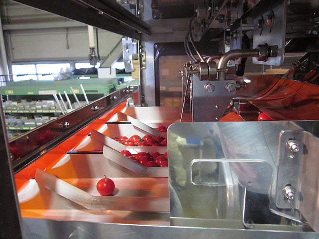 Cherry Tomato Weigher