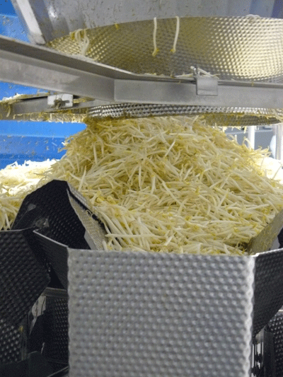 Ishida delivers hygienic and gentle solution for bean sprouts